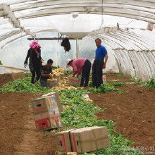 農產品薯粉的市場行情與批發選購指南
