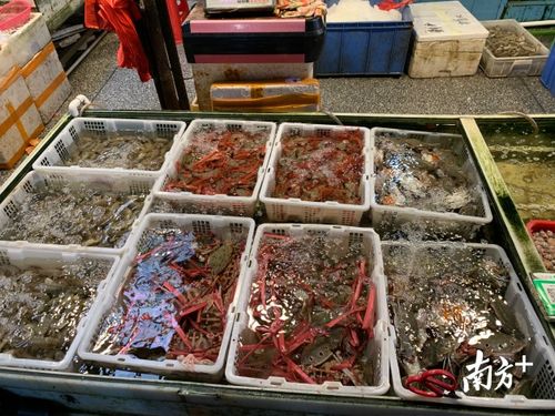 探營佛山農(nóng)產(chǎn)品批發(fā)市場 復(fù)工復(fù)產(chǎn)之路上的堅(jiān)守與希望