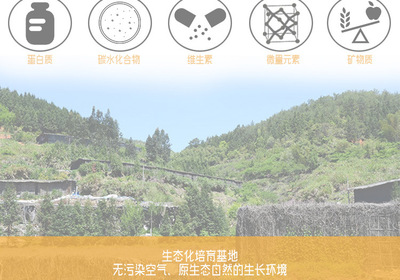 金針菇干貨 無硫農(nóng)產(chǎn)品，酒店與工廠的優(yōu)選原料